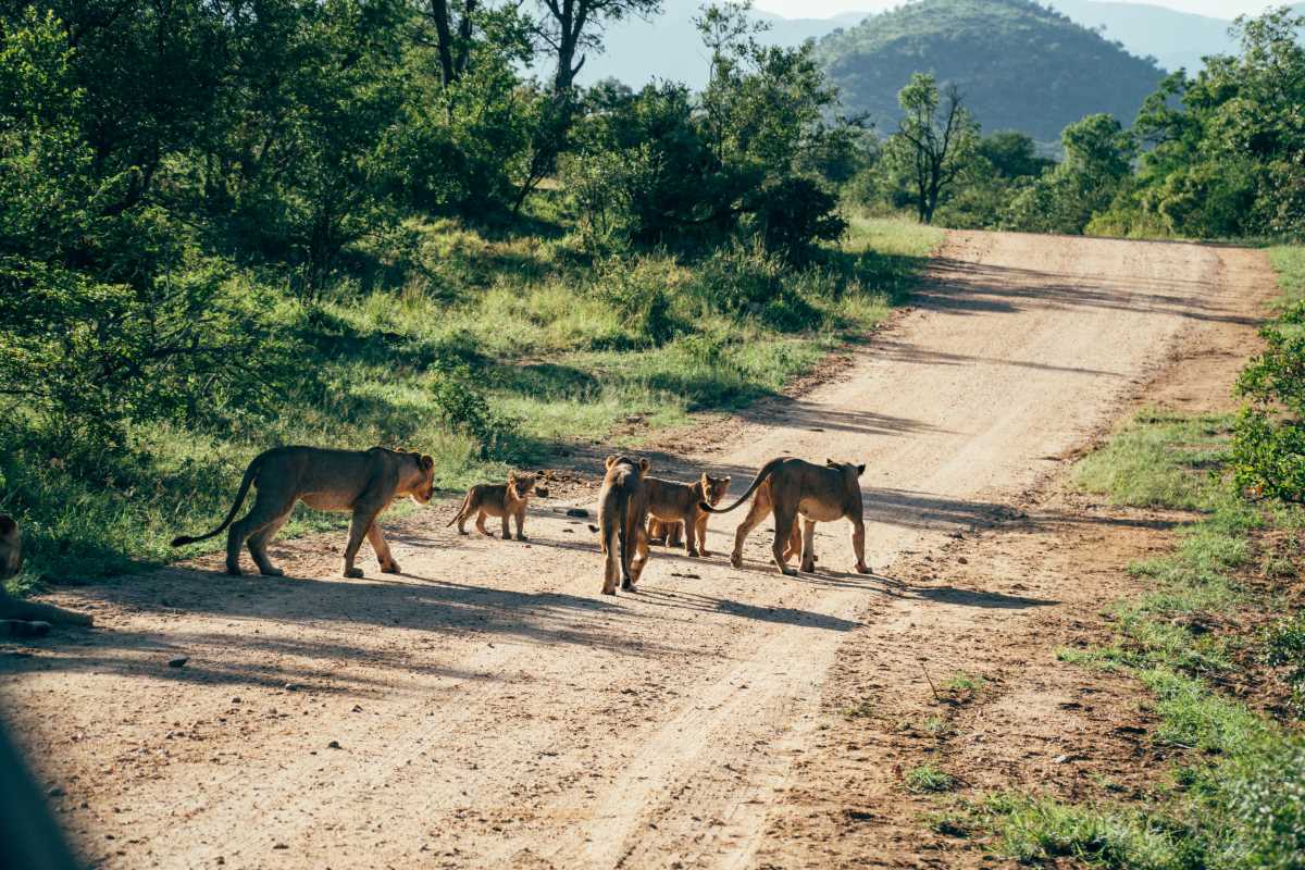 Most Breathtaking Wildlife Safaris for Big Cat Encounters